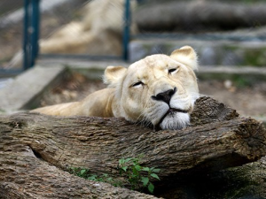 Живот у кавезу