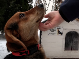 Срећна прича пса Срећка