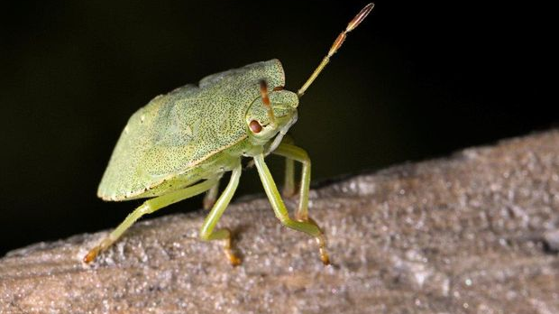 Еко минијатуре: Зоофобија - смрдибубе