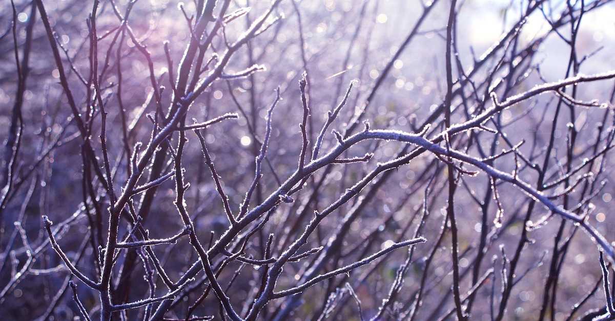 Ведро и хладно, уз мраз и кошаву – највиша дневна температура до 6 степени