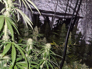 У Чачку пронађене 74 стабљике канабиса, ухапшен мушкарац