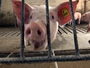 Код кланичара и трговаца и 