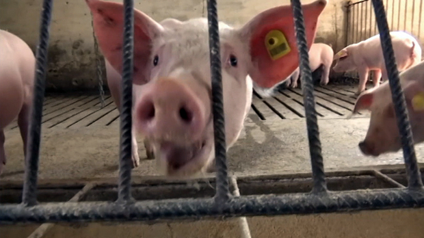 Код кланичара и трговаца и 