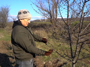 Књажевац: Стање воћа након отапања снега и мразева