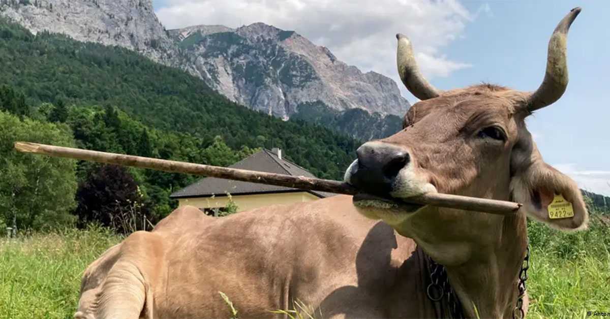 Вероника, паметна крава која је збунила научнике