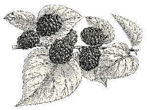 Фолдер Србија: Шам дуд