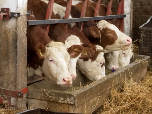  Колико фармер уложи рада за један литар млека? 