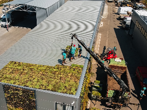 Како зелени кровови могу спасити урбану природу и спречити поплаве