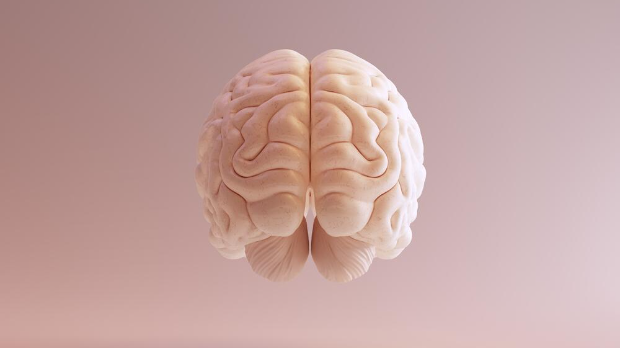 Асиметрија људског мозга