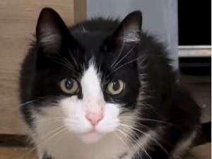 Од Шпаније до Француске – како је изгубљени мачак прешао 250 километара да нађе власнике