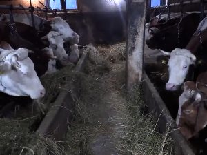 Утицај ниских температура на производњу млека