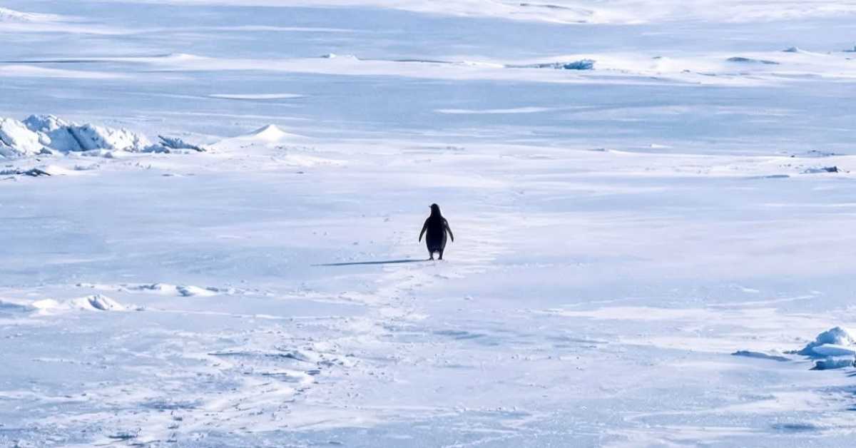 Трамп и пингвин ходају у беспуће – „Али зашто?"