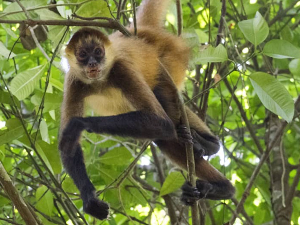 Кад је важно и мајмуни иду по групицама и размењују информације  