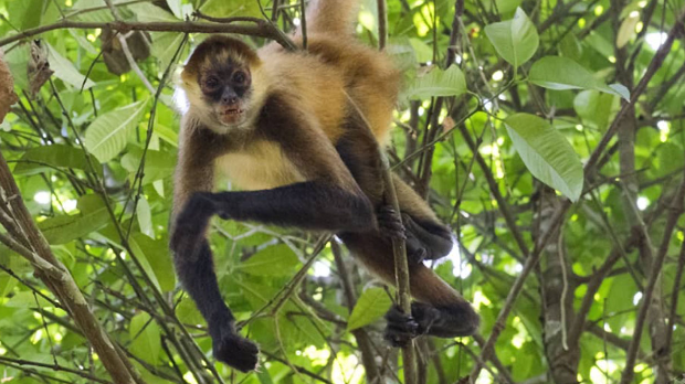 Кад је важно и мајмуни иду по групицама и размењују информације  