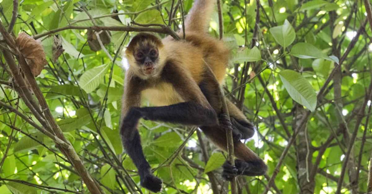 Кад је важно и мајмуни иду по групицама и размењују информације  