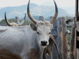 Ветеринарска мисија