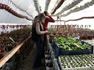 Kад и зими цвета цвеће  