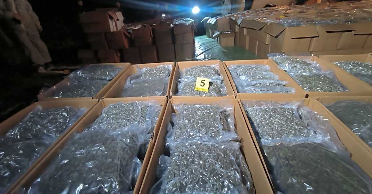 Највећа заплена марихуане у Србији, у селу Коњух откривено пет тона дроге