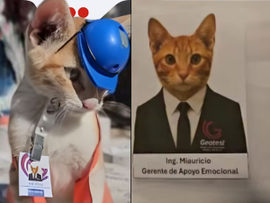 Мексичка фирма запослила мачка Мјаурисија као „менаџера за емоционалну подршку