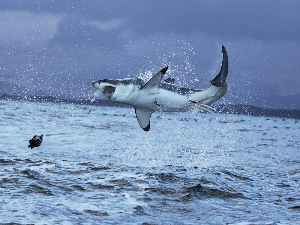 Велике беле ајкуле суочене са изумирањем у Медитерану