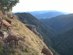 Древне шуме Србије кандидати за светску баштину Унеска