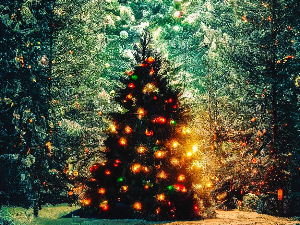 Тамбурица златна жица - Бећарски дивани