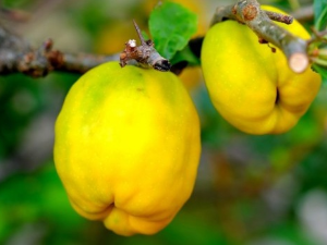 Драгослав Девић и Мирослав Јокић: Дуња ли је, душа ли је