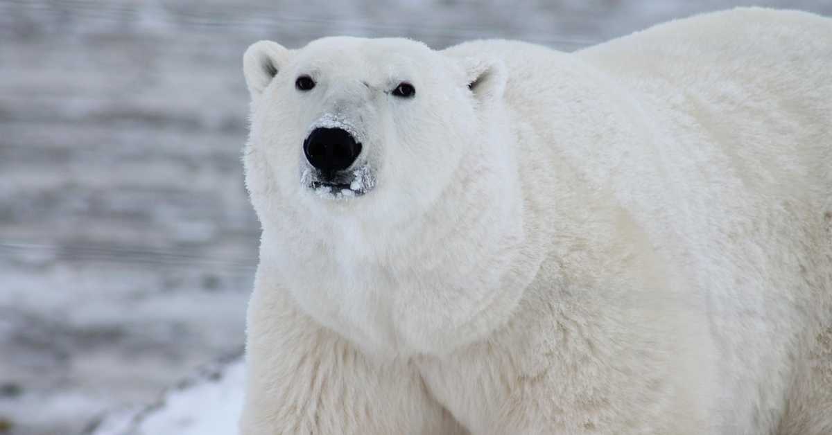 Како на Свалбарду поларни медведи реагују на топљење глечера