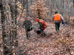 Хајка на лисицу чува драгачевски крај од вишка предатора