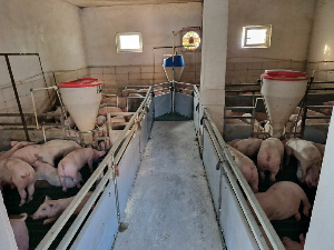 Месо све скупље, свиње све јефтиније – цех плаћају фармери и потрошачи