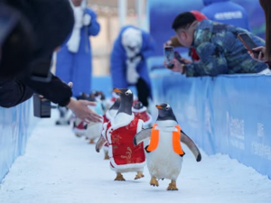 Пингвини на паради у ношњама у сусрет Кинеској новој години