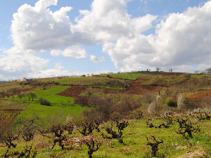 Зашто они који заиста воле вино морају да разумеју Жупу