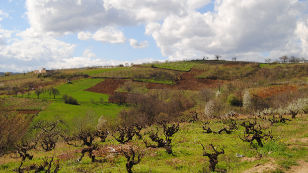 Зашто они који заиста воле вино морају да разумеју Жупу