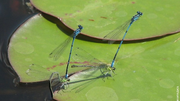 Соларис: Вилински коњици Србије