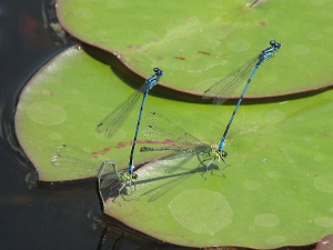 Вилински коњици Србије