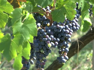 Винчић: Србија има квалитет да стане раме уз раме са великим винским земљама