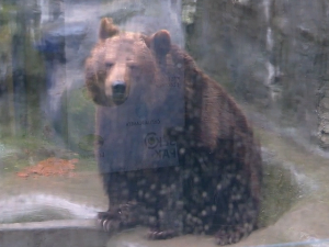 Изгледа да је зими крај – медведица Дуња изашла је да прошета