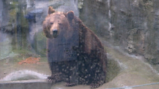 Изгледа да је зими крај – медведица Дуња изашла је да се прошета