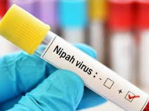 Да ли је Нипа вирус опасност за људе?