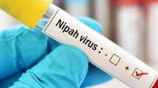 Да ли је Нипа вирус опасност за људе?