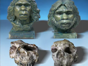 Апсолутно изненађење – лобање хомо еректуса откривене у Кини су 600.000 година старије него што се мислило