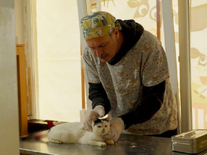 Ветеринарска мисија: Педикир оваца