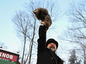 Још шест недеља зиме – мрмот Панксатон Фил видео своју сенку