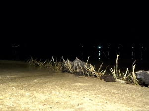 Извучено тело мушкарца из Саве у Сремској Митровици