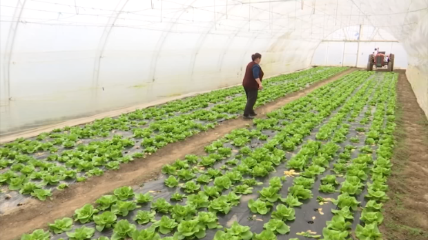 Радови у пластеницима