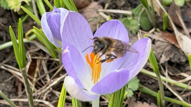 Хоћу да знам: Прича о шафранима