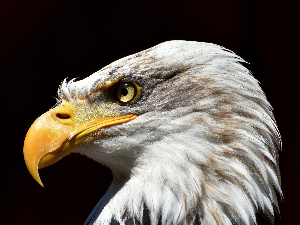 Заштита птица грабљивица – пројекат AVIATOR