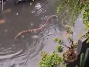 Змије пливају поплављеним улицама Балија