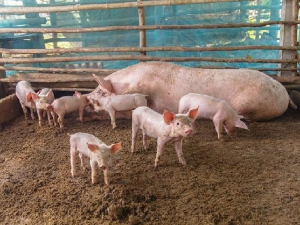 Појачан ветеринарски надзор у Колубарском округу због афричке куге свиња