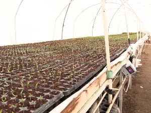Припрема расада поврћа за нову производну годину 